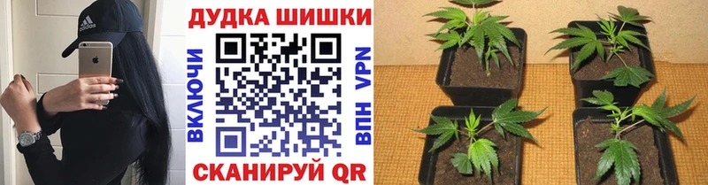 Конопля Amnesia  OMG зеркало  Чернушка  купить наркотик 